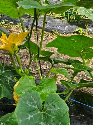 초짜농부님의 6월 내 작물 자랑하기🌱 · 참여글 작성글 사진