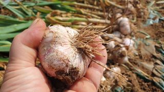 농부아내님의 작성글 사진