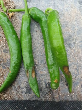 심재룡님의 자유주제 · 자유게시판 작성글 사진