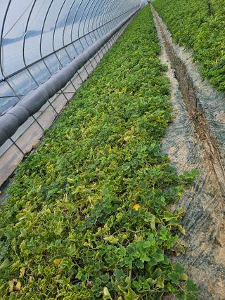 참외님의 기타작물 · 영농일지 작성글 사진