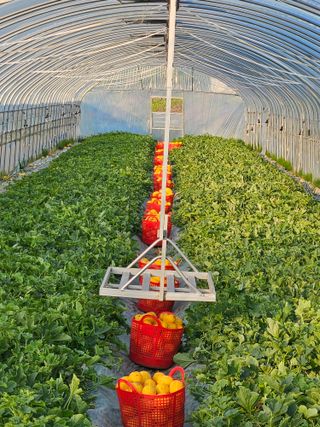 참외님의 기타작물 · 영농일지 작성글 사진