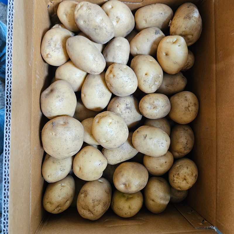 강옥만님의 장터 판매 상품 [수미감자 10kg ] 첨부 사진