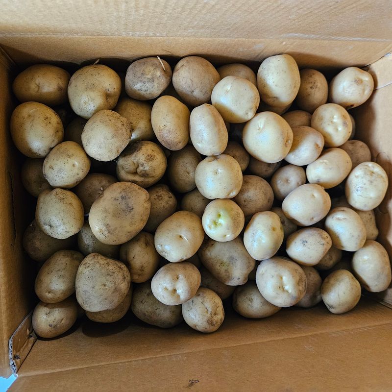 강옥만님의 장터 판매 상품 [수미감자 10kg ] 첨부 사진