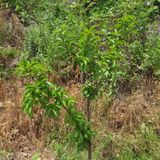 팜모닝 자두·영농일지 게시글 이미지