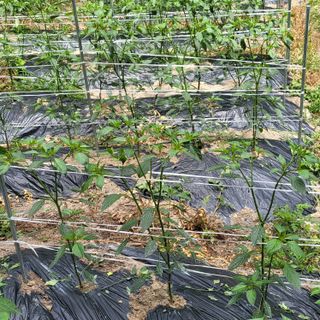 양배추21889님의 자유주제 · 자유게시판 작성글 사진