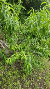 팜모닝 자유주제·자유게시판 게시글 이미지