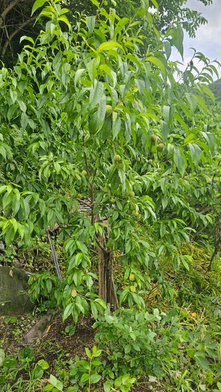 수하계곡 님의 자유주제 · 자유게시판 작성글 사진