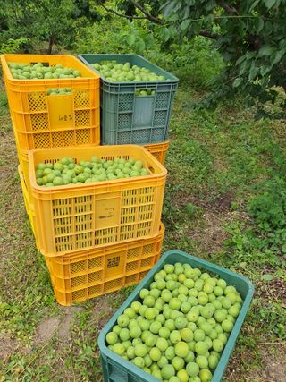 코지팜스테이님의 매실 · 영농일지 작성글 사진