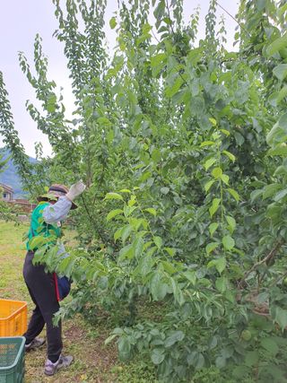 코지팜스테이님의 매실 · 영농일지 작성글 사진