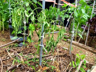 죽암호진님의 고추 · 병해충상담 작성글 사진