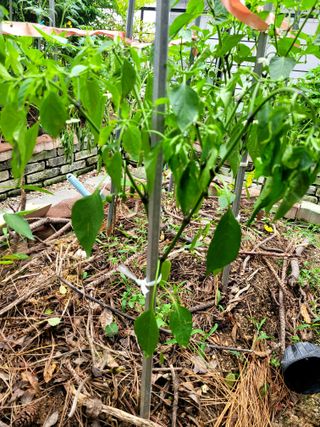 죽암호진님의 고추 · 병해충상담 작성글 사진