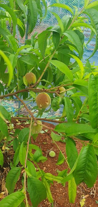 최동열님의 복숭아 · 병해충상담 작성글 사진