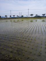 팜모닝 벼·영농일지 게시글 이미지