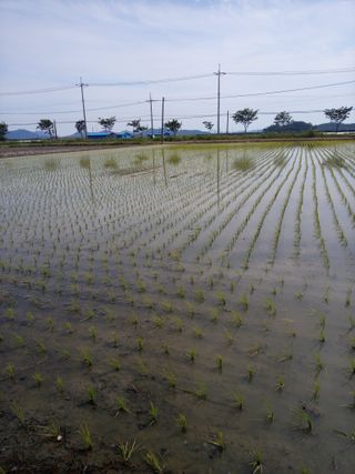 이찬웅님의 벼 · 영농일지 작성글 사진
