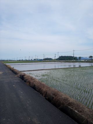 이찬웅님의 벼 · 영농일지 작성글 사진