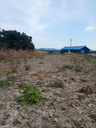 이찬웅님의 고추 · 영농일지 작성글 사진