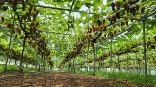 진잠농원님의 6월 내 작물 자랑하기🌱 · 참여글 작성글 사진