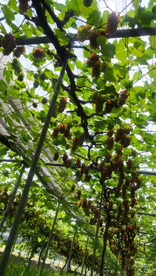 진잠농원님의 6월 내 작물 자랑하기🌱 · 참여글 작성글 사진