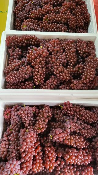 진잠농원님의 6월 내 작물 자랑하기🌱 · 참여글 작성글 사진