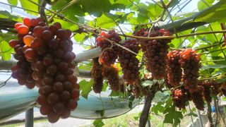 진잠농원님의 6월 내 작물 자랑하기🌱 · 참여글 작성글 사진