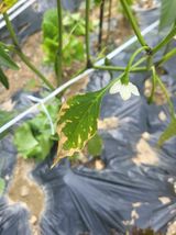 팜모닝 농사, 무엇이든 물어보세요!·참여글 게시글 이미지