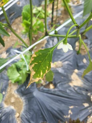 임경택님의 농사, 무엇이든 물어보세요! · 참여글 작성글 사진