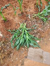 팜모닝 옥수수·영농일지 게시글 이미지