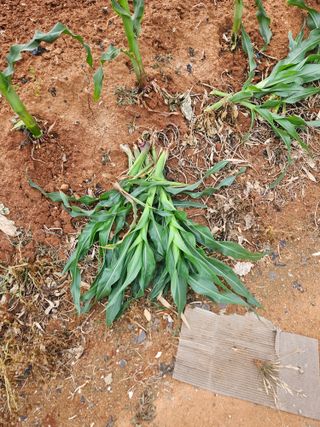 양간다리님의 옥수수 · 영농일지 작성글 사진