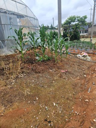 양간다리님의 옥수수 · 영농일지 작성글 사진