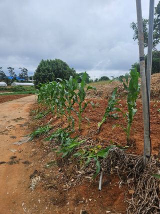 양간다리님의 옥수수 · 영농일지 작성글 사진
