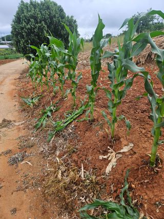양간다리님의 옥수수 · 영농일지 작성글 사진