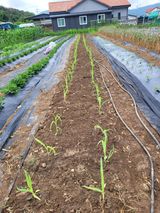 팜모닝 자유주제·자유게시판 게시글 이미지