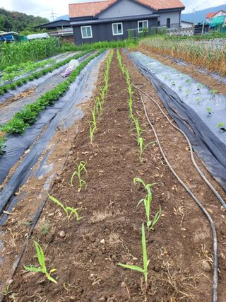 이외숙님의 자유주제 · 자유게시판 작성글 사진