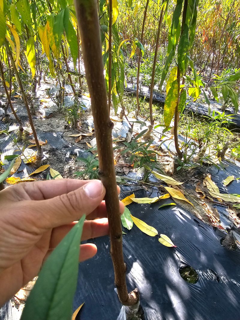 뿌리묘목농원님의 장터 판매 상품 [넙적 복숭아 접목1년생 (특묘)] 첨부 사진