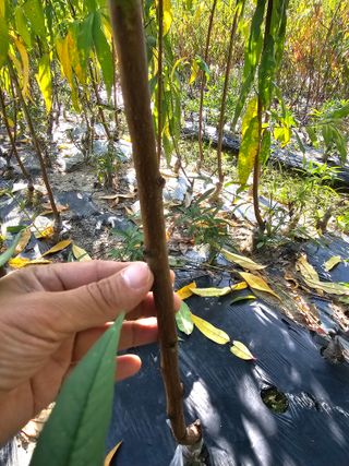 뿌리묘목농원님의 작성글 사진