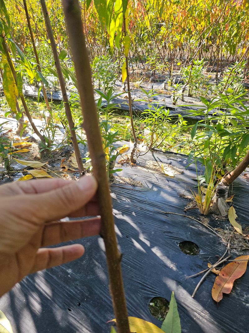 뿌리묘목농원님의 장터 판매 상품 [넙적 복숭아 접목1년생 (특묘)] 첨부 사진