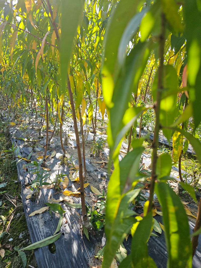 뿌리묘목농원님의 장터 판매 상품 [넙적 복숭아 접목1년생 (특묘)] 첨부 사진