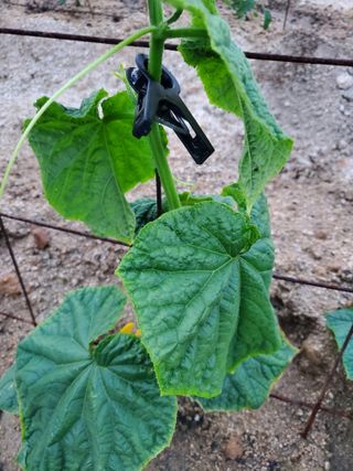 꽃사랑님의 오이 · 영농일지 작성글 사진