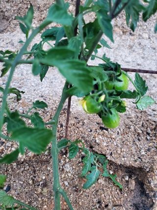 꽃사랑님의 오이 · 영농일지 작성글 사진