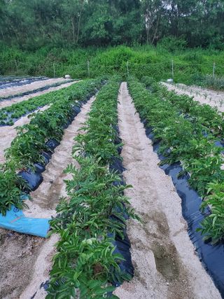 꽃사랑님의 오이 · 영농일지 작성글 사진