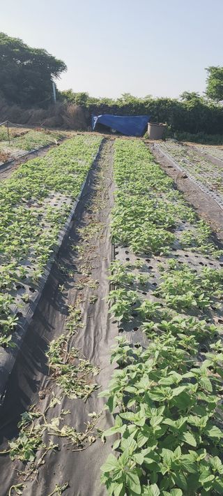 장호근님의 6월 내 작물 자랑하기🌱 · 참여글 작성글 사진