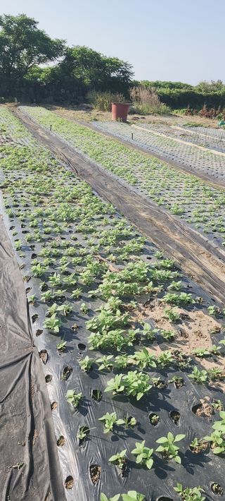 장호근님의 6월 내 작물 자랑하기🌱 · 참여글 작성글 사진