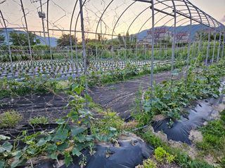 남옥선님의 자유주제 · 사진전 작성글 사진