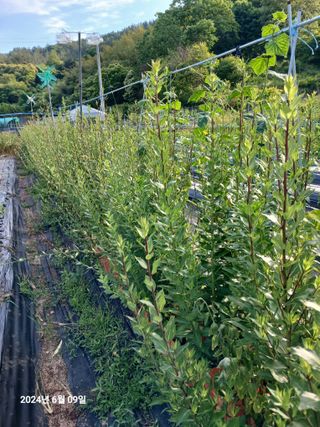 민재농장님의 기타작물 · 영농일지 작성글 사진