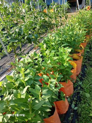 민재농장님의 기타작물 · 영농일지 작성글 사진