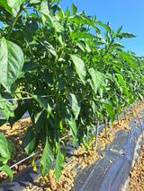 팜모닝 고추·영농일지 게시글 이미지