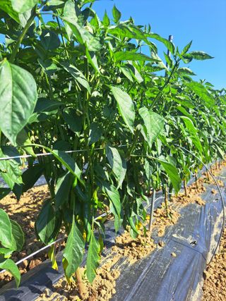 꿈드림뜨락님의 고추 · 영농일지 작성글 사진