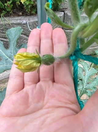 혜원님의 기타작물 · 병해충상담 작성글 사진