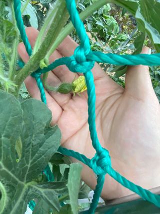 혜원님의 기타작물 · 병해충상담 작성글 사진