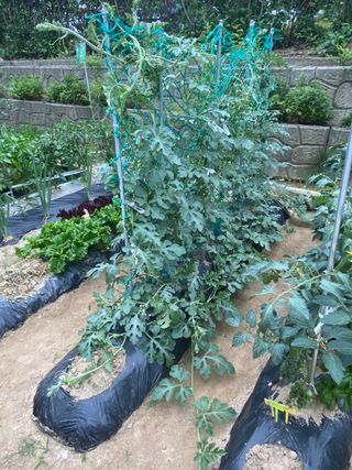 혜원님의 기타작물 · 병해충상담 작성글 사진